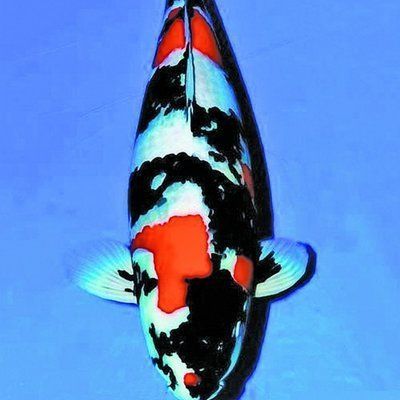 混養朱巴利魚的搭配建議，朱巴利魚混養的水質管理建議，朱巴利魚混養的水質管理