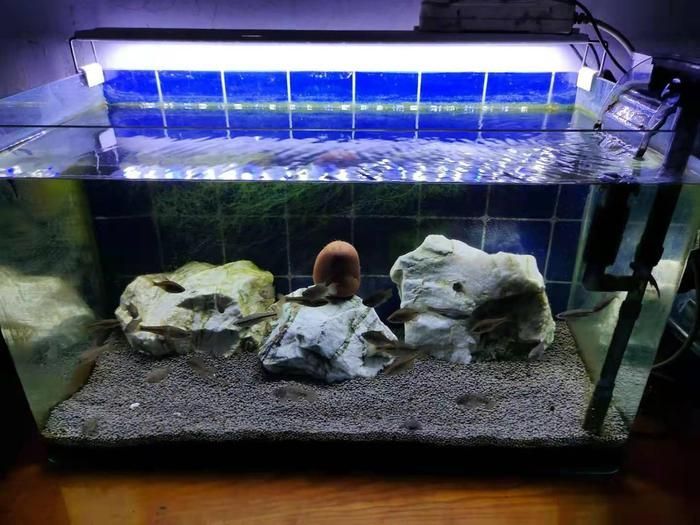 龍魚缸如何除藻效果好，龍魚缸中藻類過多會影響觀賞效果和觀賞效果和健康
