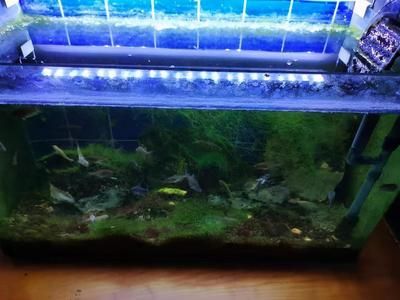 龍魚缸如何除藻效果好，龍魚缸中藻類過多會影響觀賞效果和觀賞效果和健康