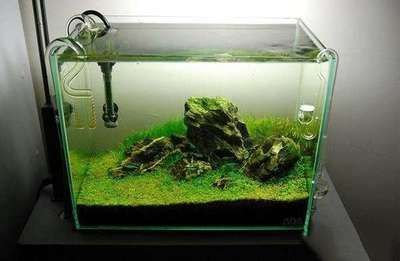 龍魚缸如何除藻效果好，龍魚缸中藻類過多會影響觀賞效果和觀賞效果和健康
