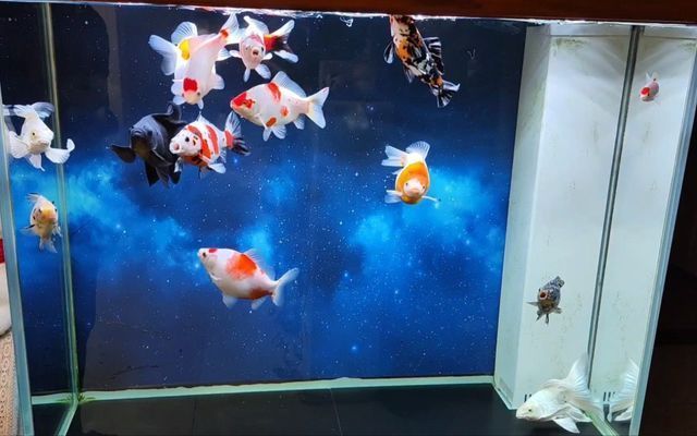 錦鯉魚缸壁紙，如何測量魚缸選擇壁紙尺寸魚缸壁紙防水材料推薦
