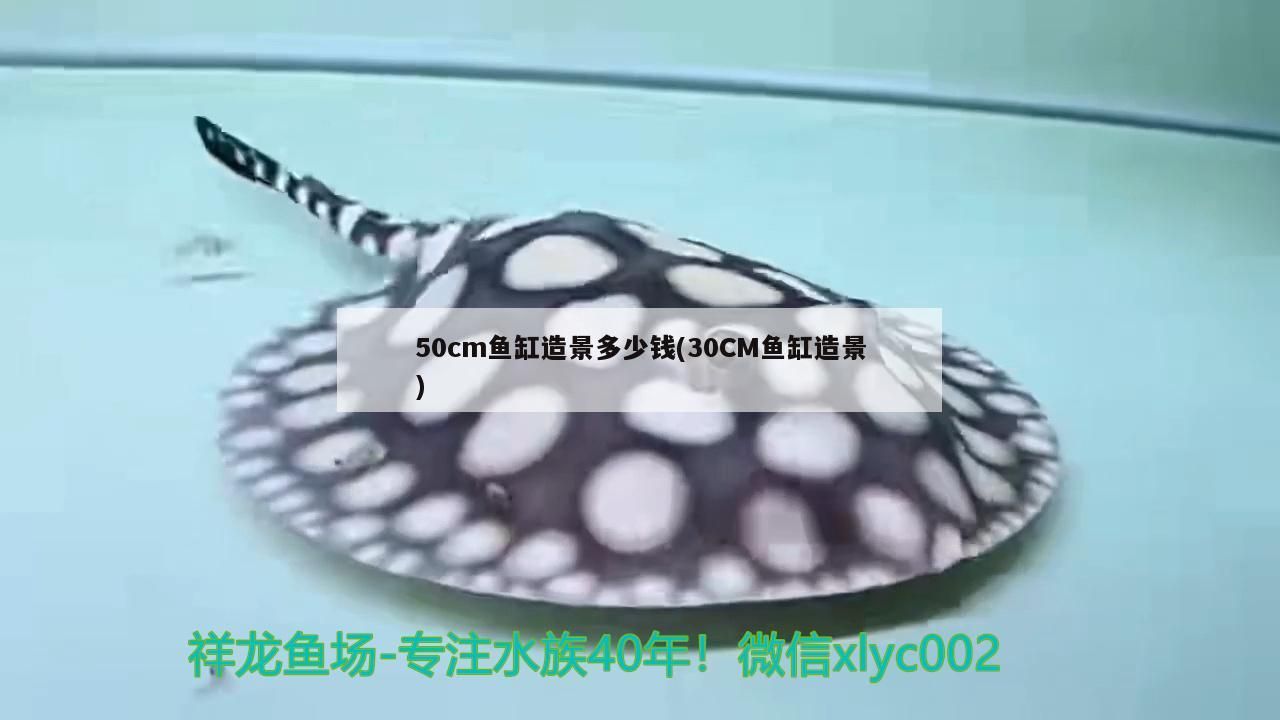 50cm魚缸造景多少錢(30CM魚缸造景)