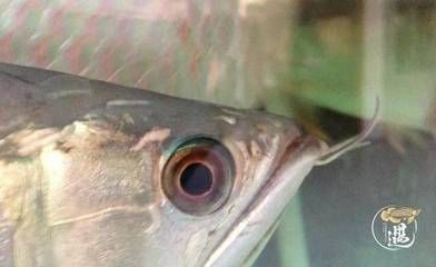 龍魚頭洞病初期癥狀，關于龍魚頭洞病初期癥狀的詳細信息