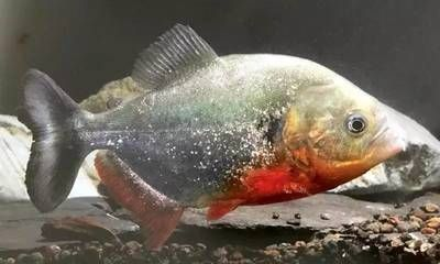 虎魚養(yǎng)殖技術(shù)成熟度評估，虎魚養(yǎng)殖技術(shù)成熟度評估分析