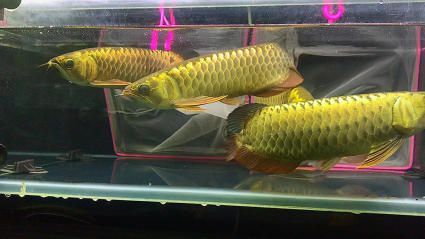 皇冠魟魚可以吃嗎：皇冠魟魚可以吃嗎皇冠魟魚可以吃嗎，皇冠魟魚可以吃嗎