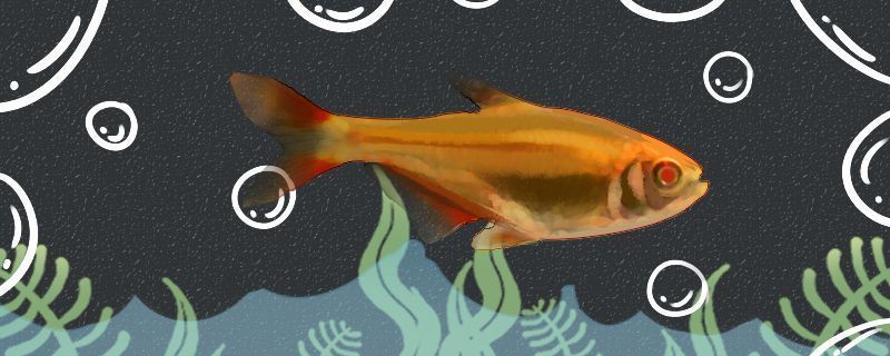 元寶鳳凰魚養(yǎng)幾條好一點(diǎn)呢圖片欣賞：元寶鳳凰魚最佳飼養(yǎng)環(huán)境，元寶鳳凰魚日常護(hù)理要點(diǎn)，元寶鳳凰魚繁殖技巧分享
