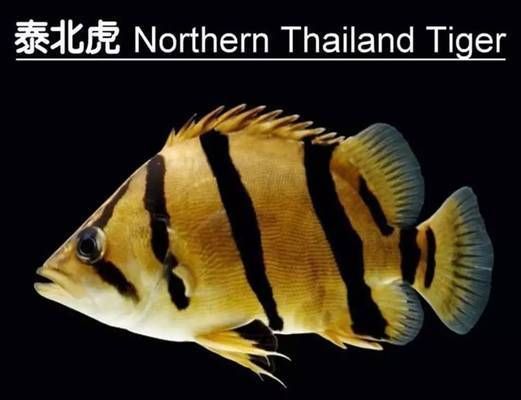 泰國虎魚品種特性介紹，泰國虎魚與鱖魚的區別