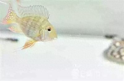 元寶鳳凰魚飼料選擇：元寶鳳凰魚專用魚糧品牌推薦,元寶鳳凰魚飼料保存方法