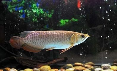 龍魚換水需要放些什么東西，龍魚換水時需要添加哪些物質