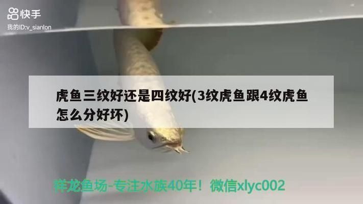 三紋虎魚的日?；顒右幝?，三紋虎魚的日常活動規律主要包括進食、休息等方面