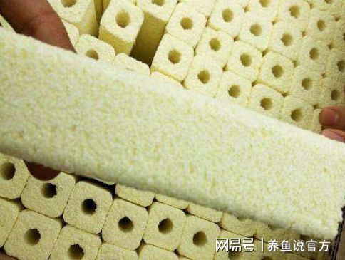 如何觀察并預防魚缸內沖突，如何觀察和預防魚缸內的沖突 如何觀察并預防魚缸內沖突，如何觀察和預防魚缸內的沖突 虎魚百科 第5張