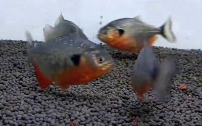 進口元寶鳳凰魚貴嗎多少錢一只：進口元寶鳳凰魚貴嗎