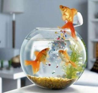 養在魚缸里的魚說說心情句子，如何養護魚缸保持水質清潔不同魚類性格特點介紹