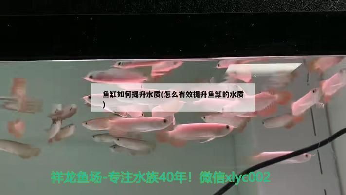 定州二手魚缸出售信息網 定州哪有定做魚缸的
