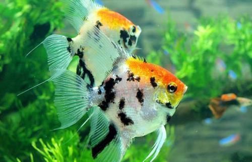 元寶鳳凰魚常見疾病及防治：元寶鳳凰魚常見疾病及其防治方法