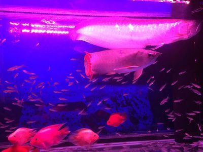 泰北虎魚(yú)生活環(huán)境要求，泰北虎魚(yú)對(duì)生活環(huán)境的要求