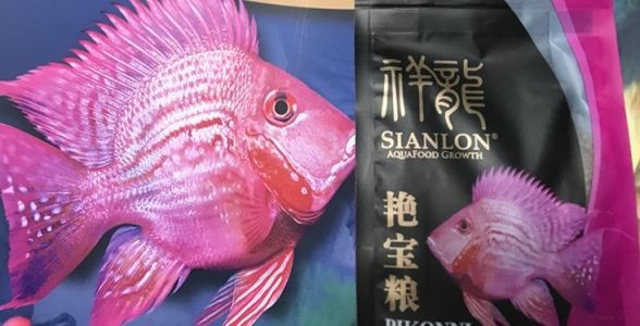 元寶鳳凰魚吃什么？元寶鳳凰魚專用魚糧：元寶鳳凰魚專用魚糧(艷寶糧)艷寶糧)