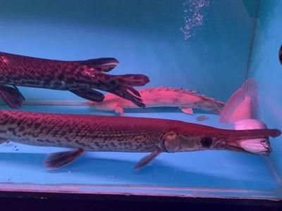 皇家火箭魚混養經驗分享，皇家火箭魚與其他魚類混養需要謹慎考慮和精心照料