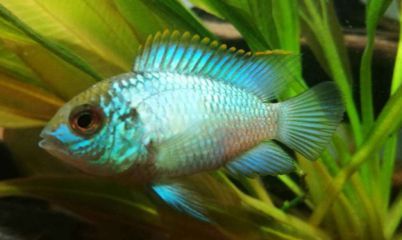 元寶鳳凰魚適宜水溫范圍:元寶鳳凰魚最佳生長(zhǎng)水溫,如何調(diào)節(jié)魚缸水溫保持穩(wěn)定 元寶鳳凰魚百科 第1張 元寶鳳凰魚適宜水溫范圍:元寶鳳凰魚最佳生長(zhǎng)水溫,如何調(diào)節(jié)魚缸水溫保持穩(wěn)定 元寶鳳凰魚適宜水溫范圍:元寶鳳凰魚最佳生長(zhǎng)水溫,如何調(diào)節(jié)魚缸水溫保持穩(wěn)定 元寶鳳凰魚百科 第1張