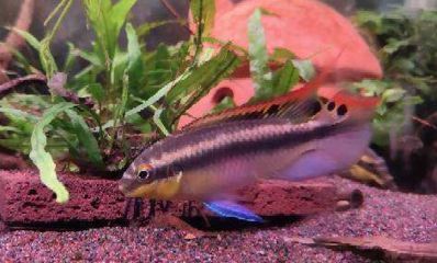元寶鳳凰魚適宜水溫范圍:元寶鳳凰魚最佳生長(zhǎng)水溫,如何調(diào)節(jié)魚缸水溫保持穩(wěn)定 元寶鳳凰魚百科 第5張 元寶鳳凰魚適宜水溫范圍:元寶鳳凰魚最佳生長(zhǎng)水溫,如何調(diào)節(jié)魚缸水溫保持穩(wěn)定 元寶鳳凰魚適宜水溫范圍:元寶鳳凰魚最佳生長(zhǎng)水溫,如何調(diào)節(jié)魚缸水溫保持穩(wěn)定 元寶鳳凰魚百科 第5張
