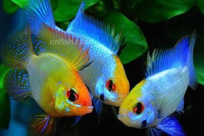 元寶鳳凰魚適宜水溫范圍:元寶鳳凰魚最佳生長(zhǎng)水溫,如何調(diào)節(jié)魚缸水溫保持穩(wěn)定 元寶鳳凰魚百科 第6張 元寶鳳凰魚適宜水溫范圍:元寶鳳凰魚最佳生長(zhǎng)水溫,如何調(diào)節(jié)魚缸水溫保持穩(wěn)定 元寶鳳凰魚適宜水溫范圍:元寶鳳凰魚最佳生長(zhǎng)水溫,如何調(diào)節(jié)魚缸水溫保持穩(wěn)定 元寶鳳凰魚百科 第6張