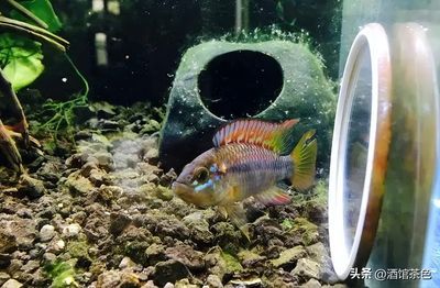 元寶鳳凰魚適宜水溫范圍:元寶鳳凰魚最佳生長(zhǎng)水溫,如何調(diào)節(jié)魚缸水溫保持穩(wěn)定 元寶鳳凰魚百科 第7張 元寶鳳凰魚適宜水溫范圍:元寶鳳凰魚最佳生長(zhǎng)水溫,如何調(diào)節(jié)魚缸水溫保持穩(wěn)定 元寶鳳凰魚適宜水溫范圍:元寶鳳凰魚最佳生長(zhǎng)水溫,如何調(diào)節(jié)魚缸水溫保持穩(wěn)定 元寶鳳凰魚百科 第7張