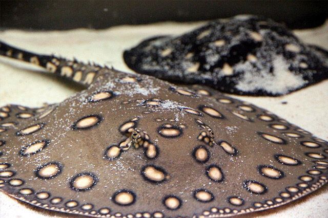 魟魚最貴是哪個種：魟魚中最貴的品種是什么？ 魟魚最貴是哪個種：魟魚中最貴的品種是什么？ 魟魚百科 第4張