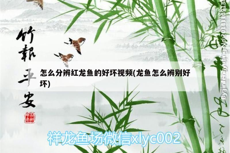 怎么分辨紅龍魚的好壞視頻(龍魚怎么辨別好壞)