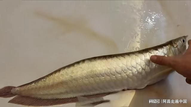 印尼大湖龍魚是怎樣的(印尼大湖魚一般產(chǎn)自哪個湖)