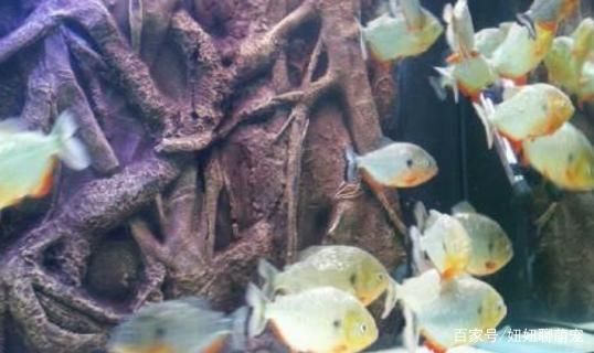 紅老虎魚混養水質管理，紅老虎魚混養水族箱布置技巧紅老虎魚混養水族箱布置技巧 紅老虎魚混養水質管理，紅老虎魚混養水族箱布置技巧紅老虎魚混養水族箱布置技巧 虎魚百科 第4張