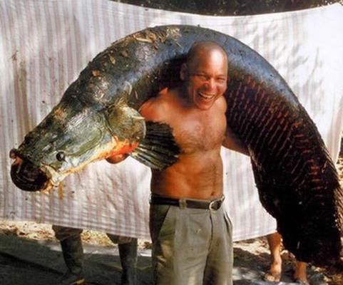 海象魚在野外的天敵有哪些，海象魚在野外的天敵有哪些？