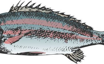 魟魚食量：關于魟魚的食量問題