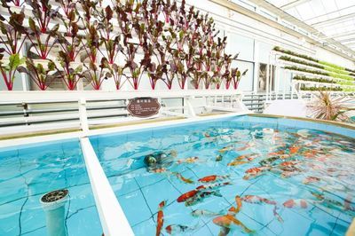 龍魚擺在那個(gè)地方好 龍魚擺在那個(gè)地方好 龍魚百科 第3張