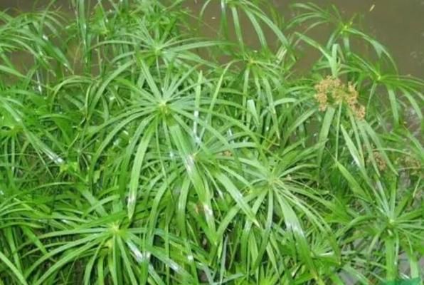 水草種類及其凈化效果對比，不同種類的水草凈化效果的對比