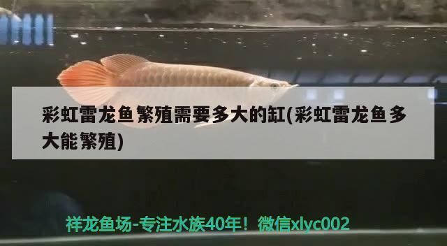 銀龍魚可以（銀龍魚可以長多大）