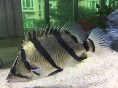 虎魚和魟魚哪個(gè)更好養(yǎng)：決定虎魚和魟魚哪個(gè)更好養(yǎng)，虎魚和魟魚哪個(gè)更好養(yǎng)