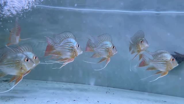 怎樣辨別正品元寶鳳凰魚主要看背部是否樹立高直：如何鑒別元寶鳳凰魚