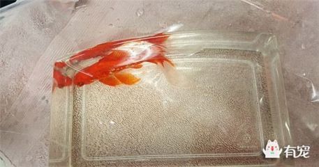 紅龍魚可以喂牛心嗎