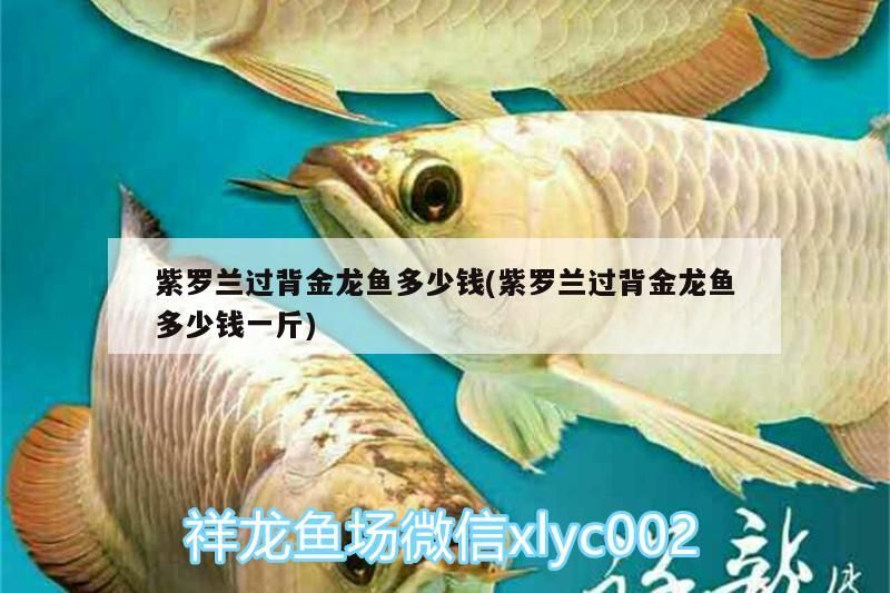 紫羅蘭過(guò)背金龍魚(yú)多少錢(qián)(紫羅蘭過(guò)背金龍魚(yú)多少錢(qián)一斤)