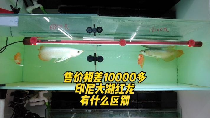 大湖紅龍和別的紅龍有啥不一樣嗎視頻：大湖紅龍與普通紅龍的區別