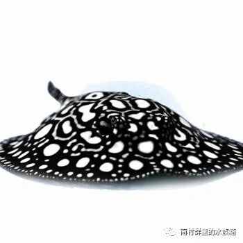 魟魚粘膜脫落：魟魚粘膜脫落可能是由于多種原因導致的[需手動填充]魚粘膜脫落
