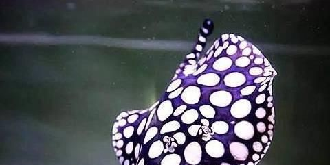 魟魚(yú)一天喂一頓生長(zhǎng)速度：魟魚(yú)生長(zhǎng)速度的影響因素