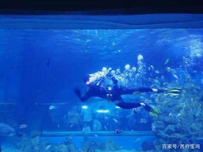 水族館開門了嗎今天（上海水族館今天是否開門）