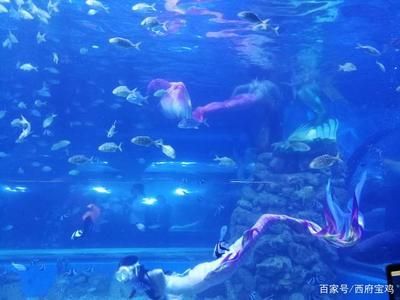 水族館開門了嗎今天（上海水族館今天是否開門）