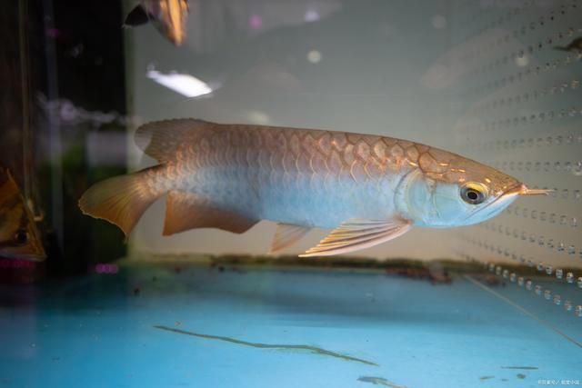 過背金龍魚有幾種顏色的圖片和價格是多少：紫底過背金龍魚b級過背金龍魚b級過背金龍魚b級過背金龍魚