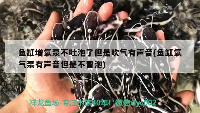 魚缸增氧泵不吐泡了但是吹氣有聲音(魚缸氧氣泵有聲音但是不冒泡)