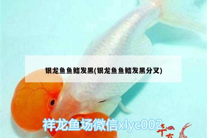 銀龍魚魚鰭發(fā)黑(銀龍魚魚鰭發(fā)黑分叉)