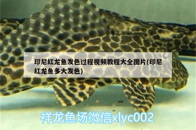 印尼紅龍魚發(fā)色過程視頻教程大全圖片(印尼紅龍魚多大發(fā)色)