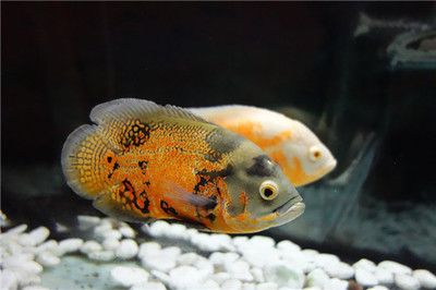 銀龍魚(yú)可以和什么魚(yú)一起養(yǎng)(什么魚(yú)可以跟銀龍魚(yú)一起養(yǎng))