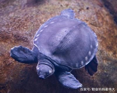豬鼻龜狀態不好怎么辦：豬鼻龜生病了怎么辦